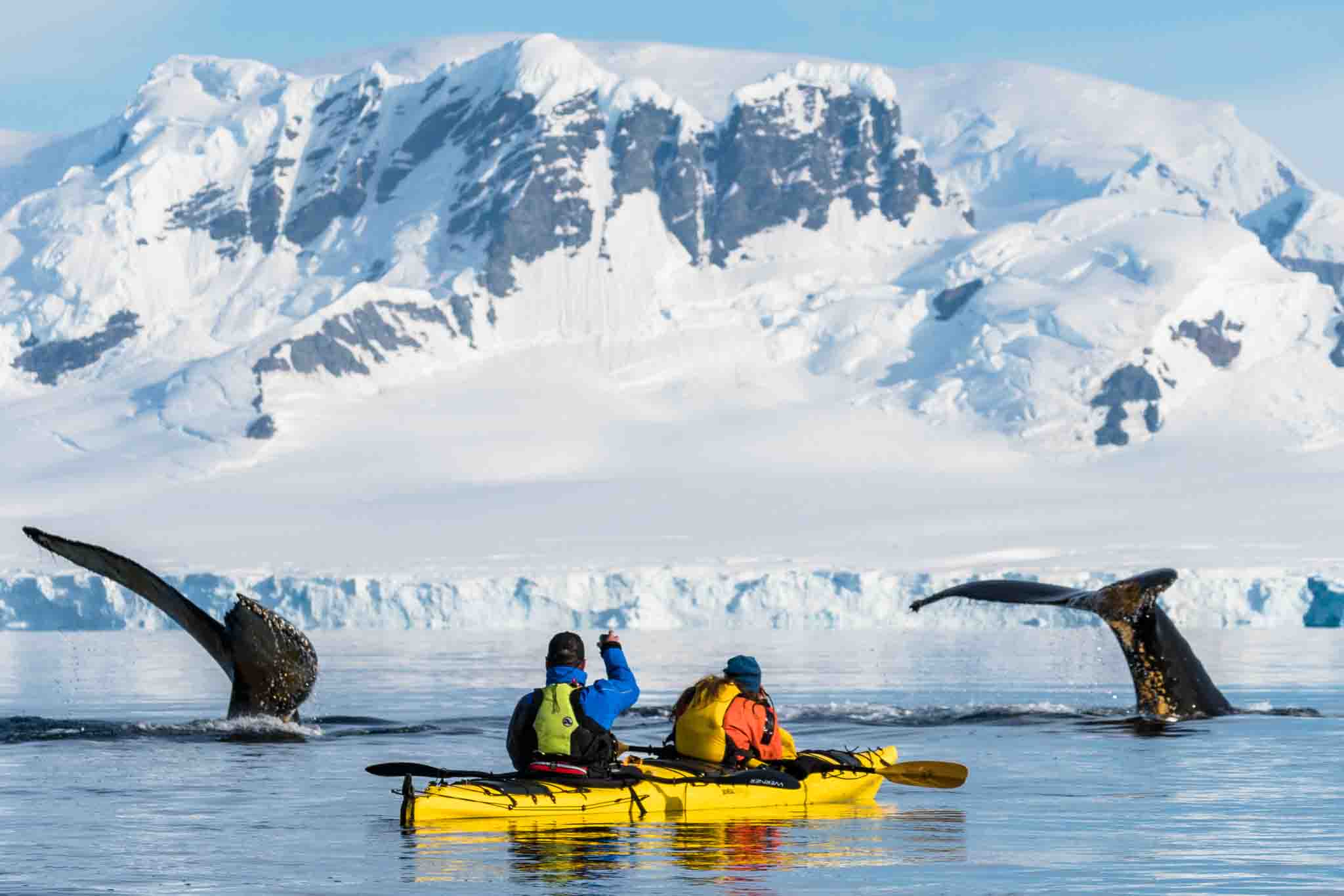 One Ocean Expeditions Tagging Whales In Antarctica Science Update