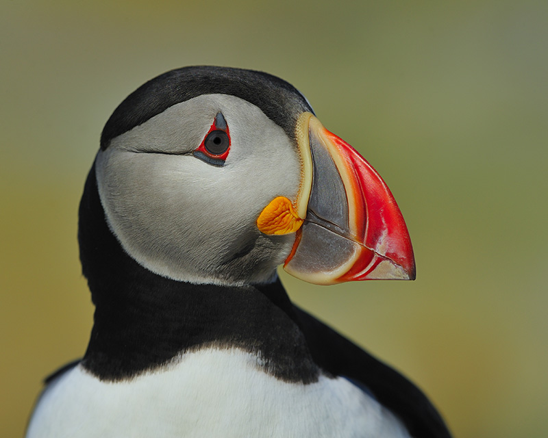 atlantic puffin