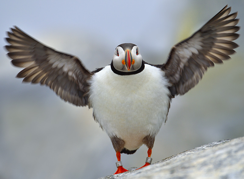 atlantic-puffins-the-parrots-of-the-sea-one-ocean-expeditions